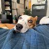 ladythetripawd