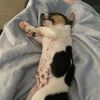 olliethefoxie