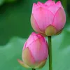 lotus_bua7