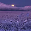 vladimir_905
