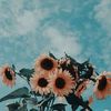 🌻