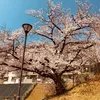 kozoji0810