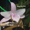 dung.trinh