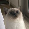 els_sryni