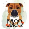 paco_the_staffie