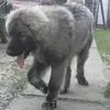 klumulu