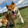 messi_shibainu