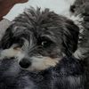 thelifeofmylilolcharlie