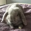 milliethebunnyx