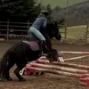 ivy.horses.x.x