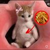 meowhesmess