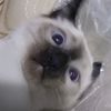 gataxena