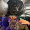 piggypugandfrenchiemum