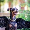 clover_the_doberman