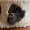 winonathescottishfold