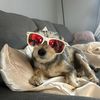 gordyndog