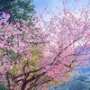 blossomedical