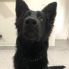 chief_servicedog