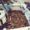 Palmbeachlobsters