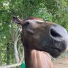 yes_we_are_horsecrazy