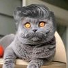 kucing_buaih