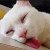 chuhanglavocuavuong