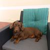 lokitheweinerd0g