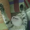 ptvee