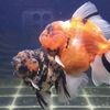 wansgoldfish_