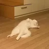 ncjeiayenkwo