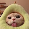 username2626666666