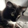 fluffy_the_catnip_slayer