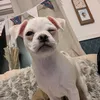 tonipreston5