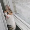pulyanya