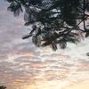 cloverid.21