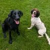 dolly_and_daphne