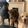 dobermannfun