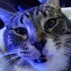 doza4katt