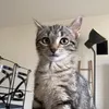 alison_thy