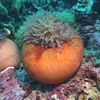 sealovers.dive
