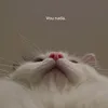 geka_oi
