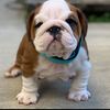 Chubs and Chula the Bulldogs