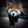 a.red.panda