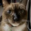 angrymeaww