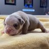 absolute_bulldogs