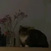 daria.hen