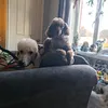 caroleannpoodle63