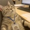 meowcing.daily