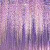 lavender_rain