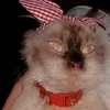 ayuchintiyadewi